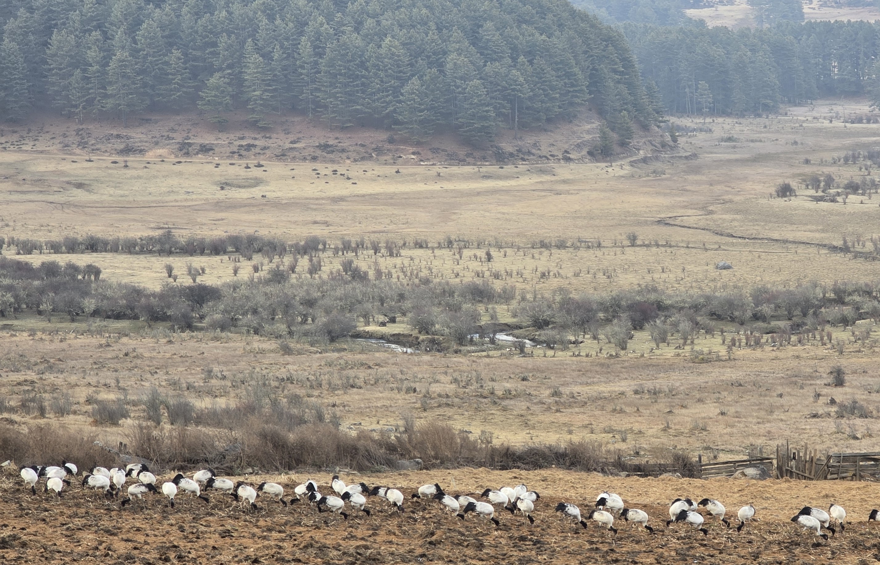 Glance of Shangri-la