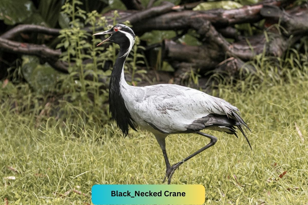 Bhutan Relaxation Tour