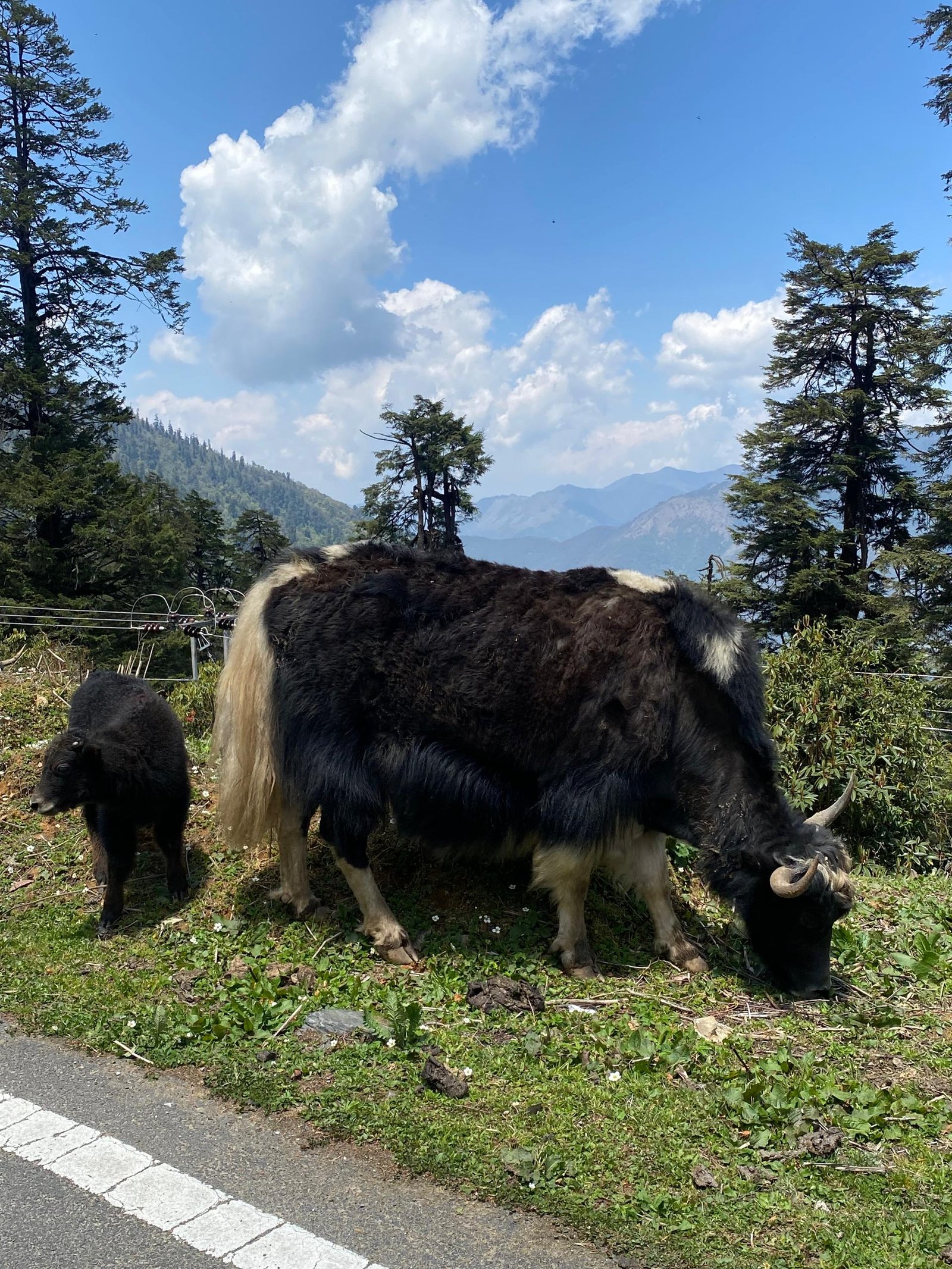 Bhutan Cultural Discovery – 7 Days / 6 Nights