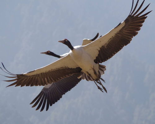 SD Birding Tour